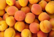 Фото - Чем полезны абрикосы для профилактики разных болезней?