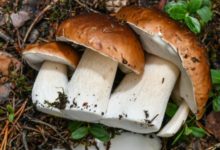 Фото - Как правильно есть грибы, чтобы они приносили пользу и удовольствие
