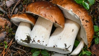 Фото - Как правильно есть грибы, чтобы они приносили пользу и удовольствие