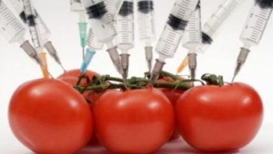 Фото - Картофель, клубника, рис: названы 9 продуктов с ГМО, от которых нужно отказаться