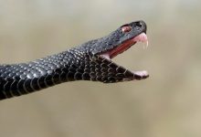 Фото - Как защититься от змей во время прогулки в лесу