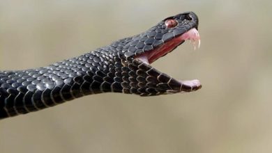 Фото - Как защититься от змей во время прогулки в лесу