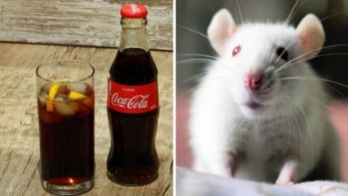 Фото - Кока-кола сделала мышей глупее. А как она влияет на людей?