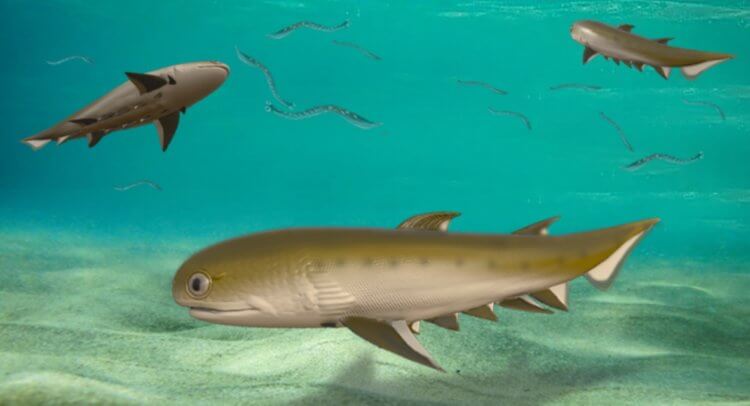 Посмотрите, как выглядела рыба возрастом 439 миллионов лет