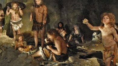 Фото - Ученые рассказали какой пищей питались неандертальцы