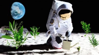 Фото - В 2025 году человечество начнет выращивать растения на Луне?